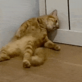 猫咪躺平表情包