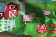 双汇小猪表情包 微信表情图